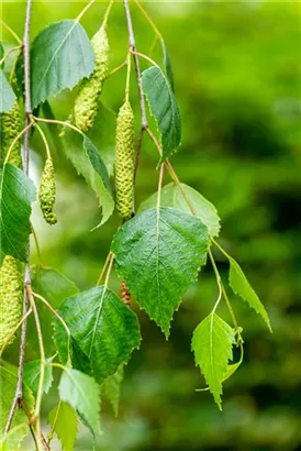 Trauerbirke - Betula pendula 'Youngii'