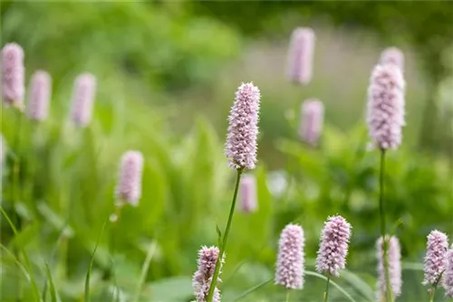 Garten-Wiesenknöterich - Bistorta officinalis 'Superba'