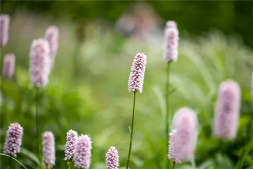 Garten-Wiesenknöterich - Bistorta officinalis 'Superba'