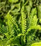 Gewöhnlicher Rippenfarn - Blechnum spicant