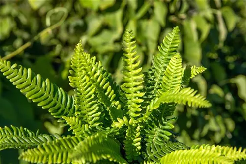 Gewöhnlicher Rippenfarn - Blechnum spicant