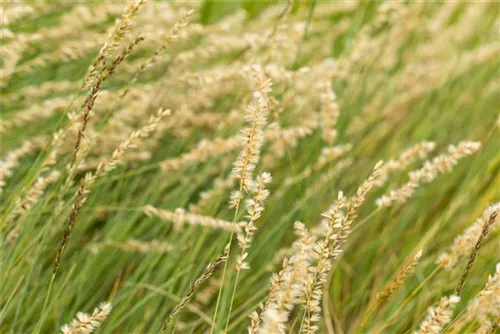 Schlankes Moskitogras - Bouteloua gracilis