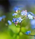 Kaukasusvergissmeinnicht - Brunnera macrophylla, blau