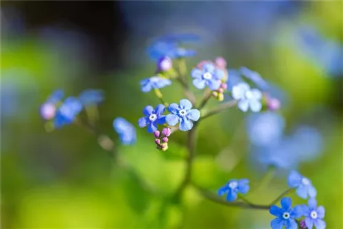 Kaukasusvergissmeinnicht - Brunnera macrophylla, blau