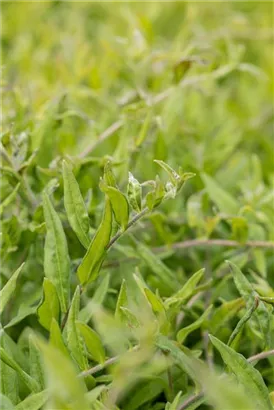 Purpurblauer Steinsame - Buglossoides purpurocaerulea