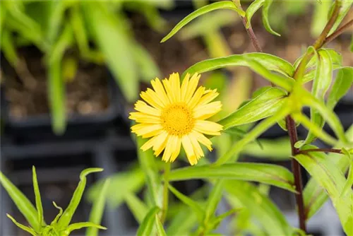 Rindsauge - Buphthalmum salicifolium