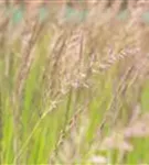 Garten-Reitgras - Calamagrostis x acutiflora 'Karl Foerster'