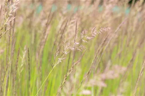 Garten-Reitgras - Calamagrostis x acutiflora 'Karl Foerster'