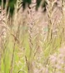 Garten-Reitgras - Calamagrostis x acutiflora 'Karl Foerster'