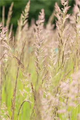 Garten-Reitgras - Calamagrostis x acutiflora 'Karl Foerster'