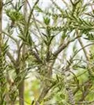 Zylinderputzer - Callistemon citrinus