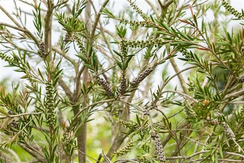 Zylinderputzer - Callistemon citrinus