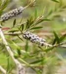 Zylinderputzer - Callistemon citrinus