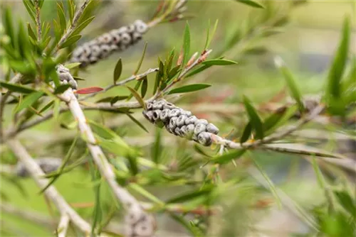 Zylinderputzer - Callistemon citrinus