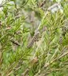 Zylinderputzer - Callistemon citrinus