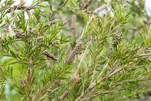 Zylinderputzer - Callistemon citrinus