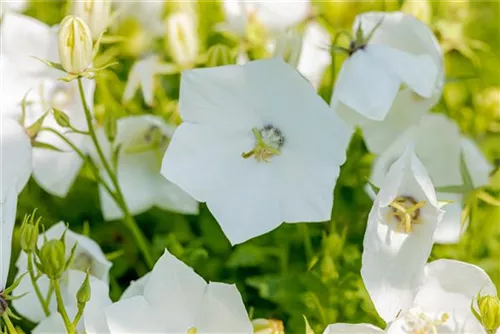 Niedrige Garten-Glockenblume - Campanula carp.'Weiße Clips'