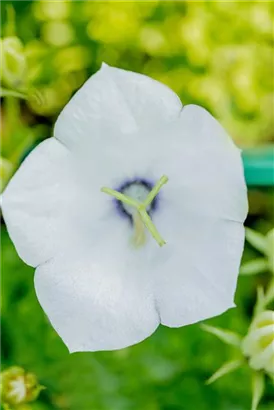 Niedrige Garten-Glockenblume - Campanula carp.'Weiße Clips'