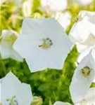 Niedrige Garten-Glockenblume - Campanula carp.'Weiße Clips'