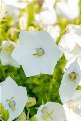 Niedrige Garten-Glockenblume - Campanula carp.'Weiße Clips'