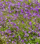 Garten-Polster-Glockenblume - Campanula portenschlagiana 'Birch Hybrid'