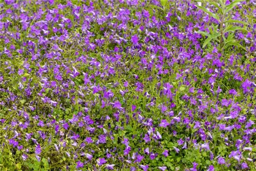 Garten-Polster-Glockenblume - Campanula portenschlagiana 'Birch Hybrid'