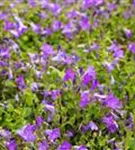 Garten-Polster-Glockenblume - Campanula portenschlagiana 'Birch Hybrid'