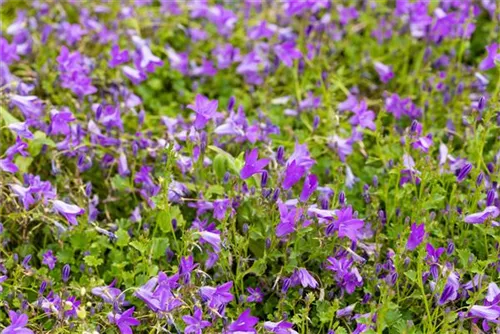 Garten-Polster-Glockenblume - Campanula portenschlagiana 'Birch Hybrid'