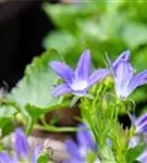 Garten-Hängepolster-Glockenblume - Campanula poscharskyana 'Stella'