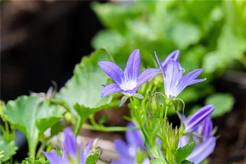 Garten-Hängepolster-Glockenblume - Campanula poscharskyana 'Stella'