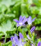 Garten-Hängepolster-Glockenblume - Campanula poscharskyana 'Stella'