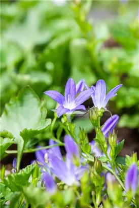 Garten-Hängepolster-Glockenblume - Campanula poscharskyana 'Stella'