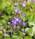 Garten-Hängepolster-Glockenblume - Campanula poscharskyana 'Stella'