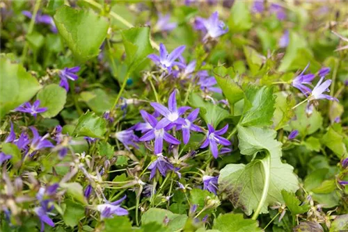 Garten-Hängepolster-Glockenblume - Campanula poscharskyana 'Stella'