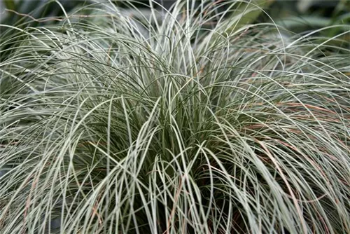 Garten-Segge - Carex albula 'Frosted Curls'