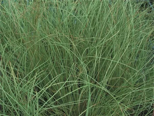 Garten-Segge - Carex albula 'Frosted Curls'