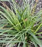 Bunte Garten-Segge - Carex morrowii 'Variegata'