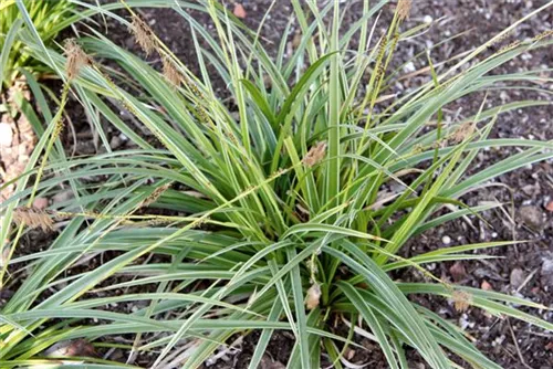 Bunte Garten-Segge - Carex morrowii 'Variegata'