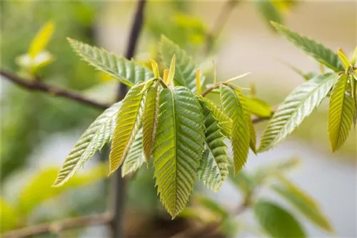 Esskastanie - Castanea sativa