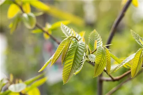 Esskastanie - Castanea sativa