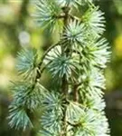 Blaue Atlaszeder - Cedrus atlantica 'Glauca'