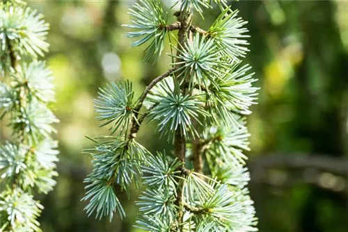 Blaue Atlaszeder - Cedrus atlantica 'Glauca'