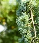 Blaue Atlaszeder - Cedrus atlantica 'Glauca'