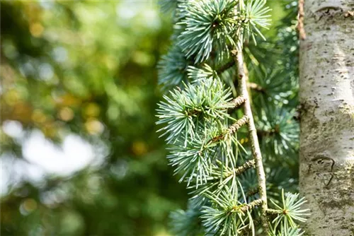 Blaue Atlaszeder - Cedrus atlantica 'Glauca'