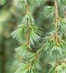 Hängende Blauzeder - Cedrus atlantica 'Glauca Pendula'