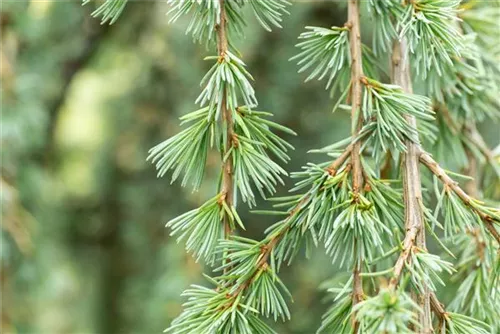 Hängende Blauzeder - Cedrus atlantica 'Glauca Pendula'