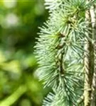 Hängende Blauzeder - Cedrus atlantica 'Glauca Pendula'