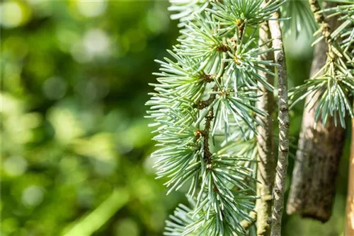 Hängende Blauzeder - Cedrus atlantica 'Glauca Pendula'