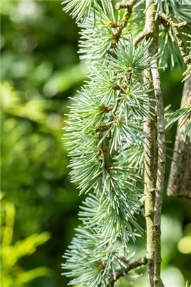 Hängende Blauzeder - Cedrus atlantica 'Glauca Pendula'