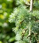 Hängende Blauzeder - Cedrus atlantica 'Glauca Pendula'